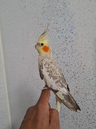 Image 3 of Silly hand tamed baby cockatiel for sale