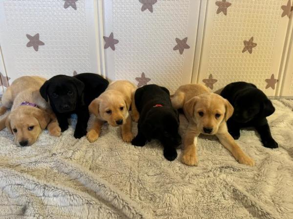Image 13 of !!READY NOW!! KC Labrador puppies