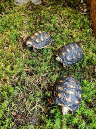 Image 7 of Baby Redfoot Tortoises ALL NOW SOLD!!!