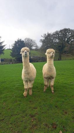 Image 2 of 2 entire male Alpacas available