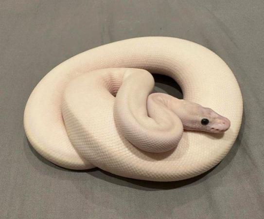 Image 10 of Low price ALL MUST GO Whole collection of ball pythons (8)