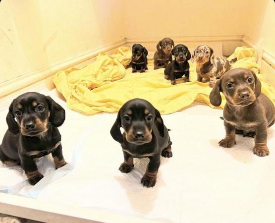 Image 6 of Standard Dachshund puppies