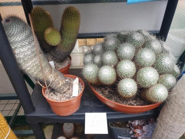Image 2 of Cactus Plants For Sale Large Collection