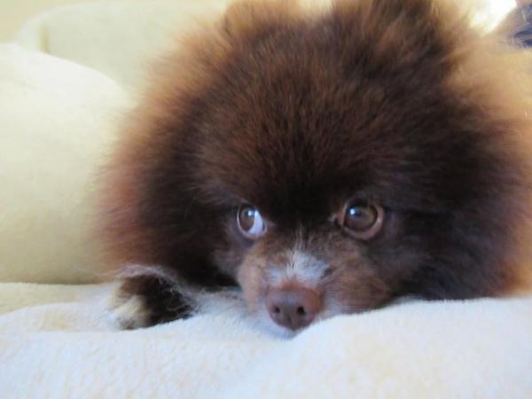 Image 14 of Pomeranian Lilac Chocolate Male looking for Forever Home