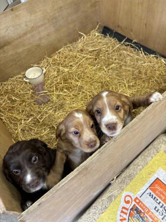 Image 3 of KC registered working Cocker spaniel puppies for sale