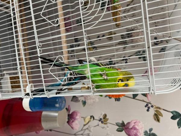 Image 5 of 2 beautiful Budgies with a new large cage