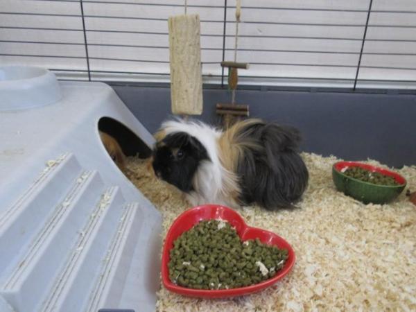Image 10 of 2 male long haired guinea pigs looking for a new home