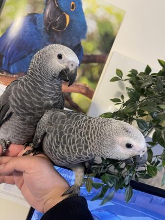 Image 2 of Super Silly Tame Baby African Greys