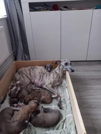 Image 2 of Beautiful 8 week old whippet puppy's