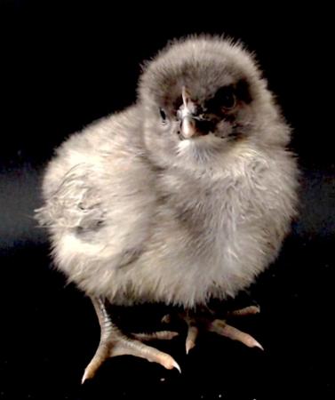 Image 2 of FEMALE chicks 2 week old Light Sussex, R-I-Red and crosses