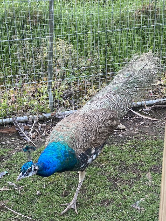 Preview of the first image of Indian blue 2023 hatch peafowl.
