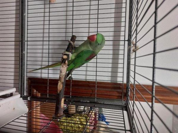 Image 1 of Alexandrine parakeet bird for sale