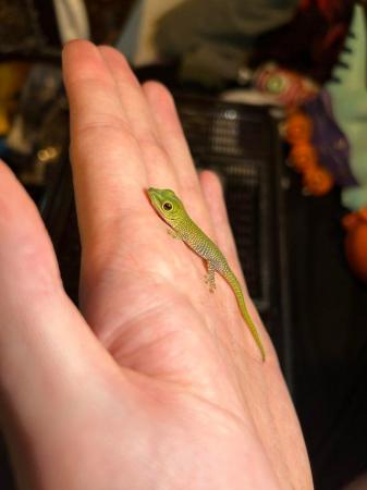 Image 2 of Giant day gecko babies, multiple available