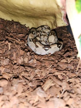 Image 4 of Female Boa constrictor for sale