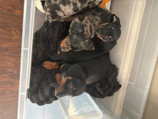 Image 4 of READY NOW Dachshund pups x2 black & tan males