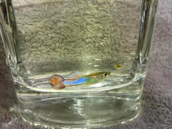 Image 7 of 20 x Mixture of Baby Hybrid Endlers/Guppies Fish