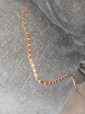 Image 1 of Very cute baby corn snakes (Born 1/12/22)
