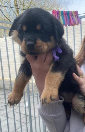 Image 18 of Rottweiler kc registered puppies
