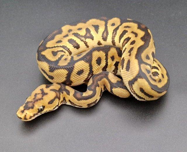 Preview of the first image of Spotnose Clown 50% Het Pied Male Ball Python 230603.