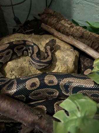 Image 2 of Female Royal Python for adoption