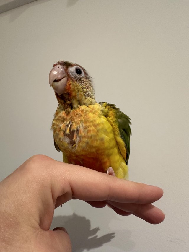 Preview of the first image of Hand Reared Baby Yellow Sided Pineapple Conures.