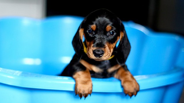 Image 1 of Ready Now only 5 dachshunds left