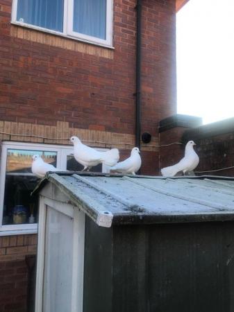 Image 1 of Young fantail pigeons and doves for sale