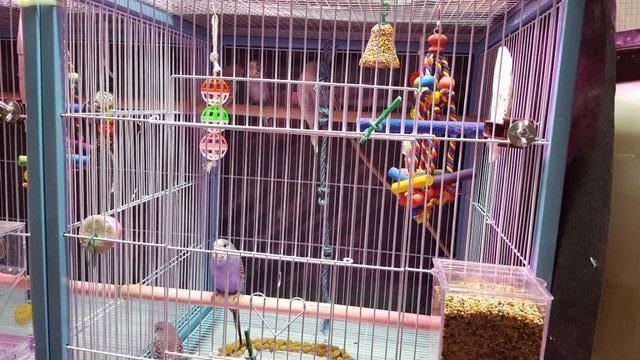 Image 3 of !!!For sale young budgies for rehoming!!!