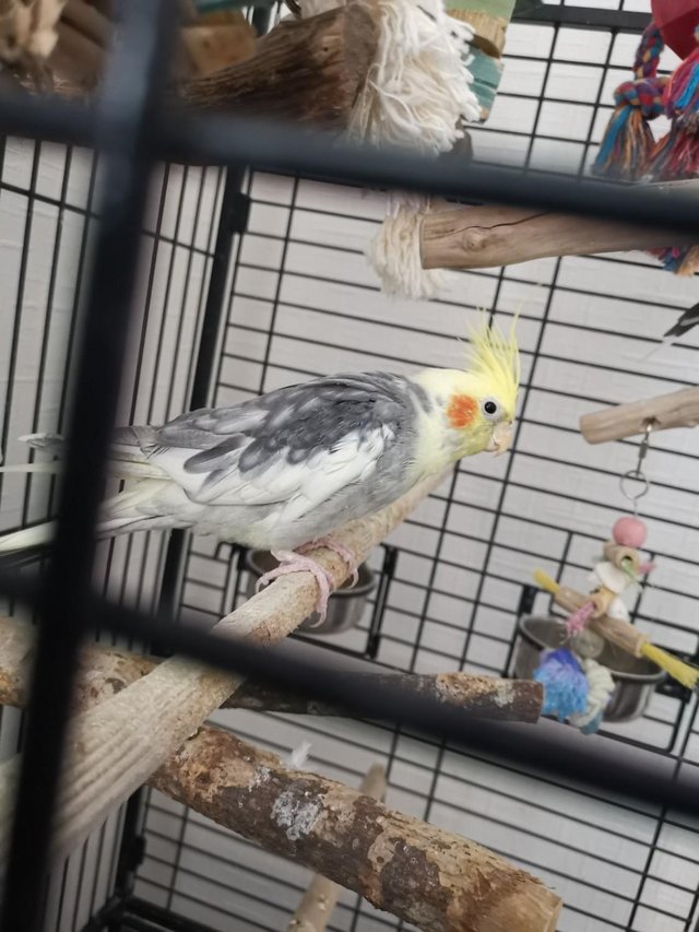 Preview of the first image of 2 Male hand reared cockatiels.