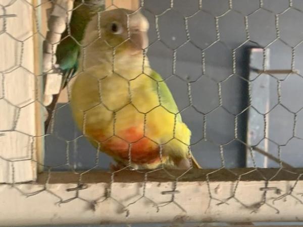 Image 3 of conures breeding pair for sale