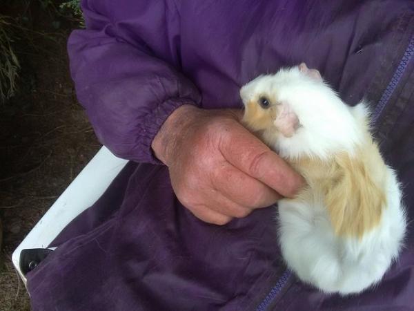 Image 5 of Female Baby Tufted Guinea Pig 8 weeks old