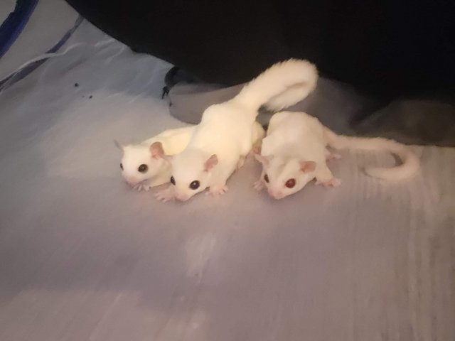 Preview of the first image of Trio sugarglider 2 leucistic and cremino.