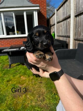 Image 8 of 4gorgeous Black and Tan, Miniature Dachshund Puppies