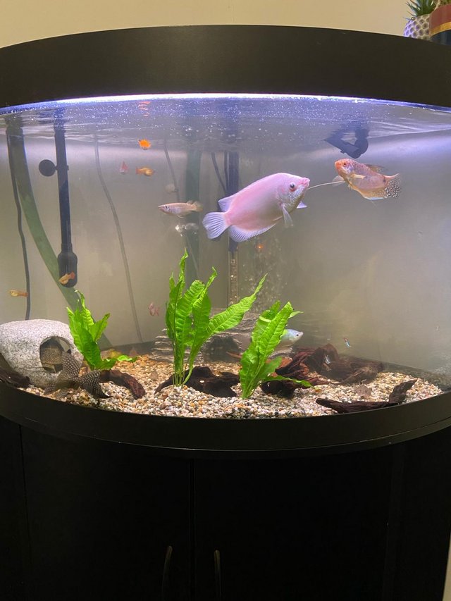 Preview of the first image of Complete aquarium setup.