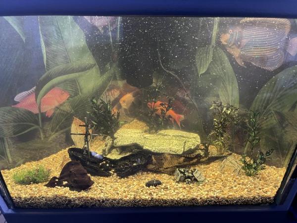 Image 5 of Tropical Corner Fish Tank with Large Pleco & 2 Angels - £60