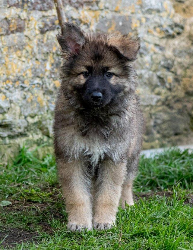 Preview of the first image of Stunning big GSD puppies for sale.