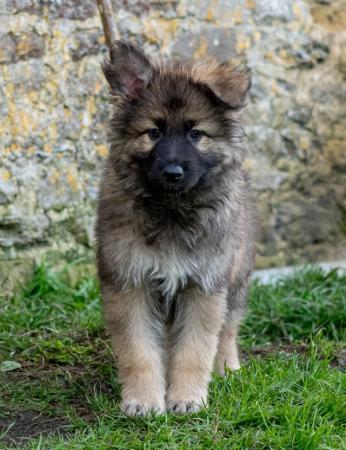 Image 1 of Stunning big GSD puppies for sale