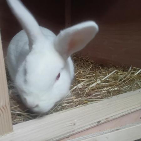 Image 5 of Male bunny rabbit for sale