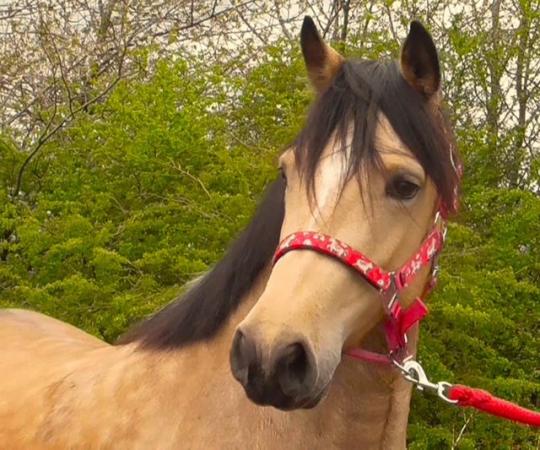 Image 12 of County Standard Buckskin Mare, 4 Whites Drastically reduced*
