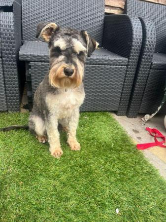 Image 4 of 8 months old mini schnauzer male