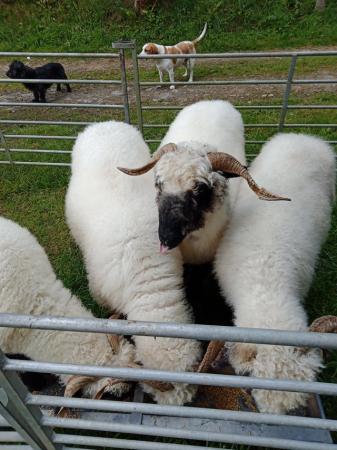Image 12 of Pedigree blacknose Valais breeding ewes a family of 4