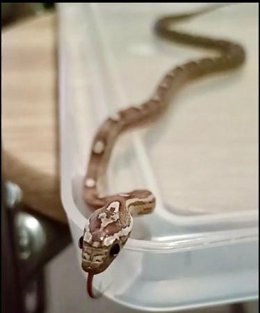Image 5 of Corn Snakes only few left 10 months old
