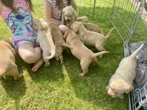 Image 6 of Labrador puppies for sale