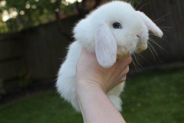 Image 3 of Gorgeous, friendly blue eyed white Mini Lop Buck Bunnies