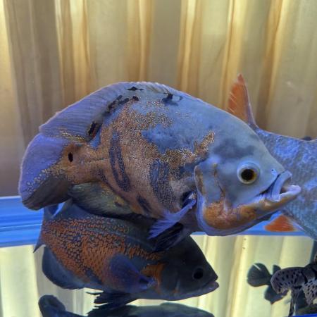 Image 8 of VARIOUS LARGE CICHLIDS AVAILABLE