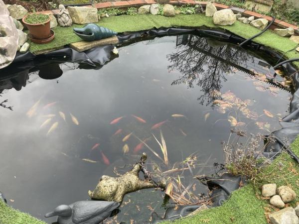Image 4 of Pond fish - koi, carp, goldfish & pond