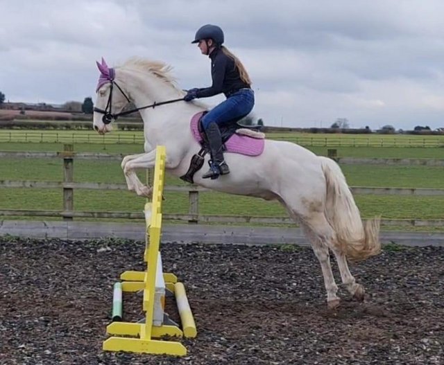 Preview of the first image of 14.2hh Cremello Irish Sports Pony.