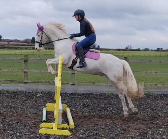 Image 1 of 14.2hh Cremello Irish Sports Pony