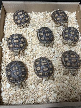 Image 6 of Uk bred Sulcata Tortoise Hatchlings