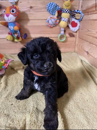 Image 1 of Poodle x terrier boy puppies